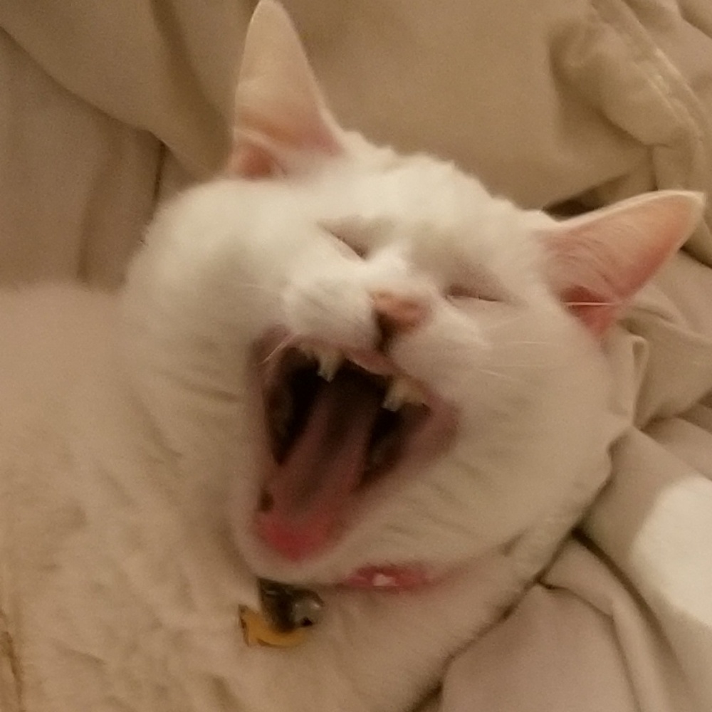 Meet your Posher, Hannah